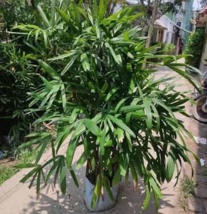 Rhapis Palm Plant