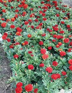 Seasonal Marigold Plant