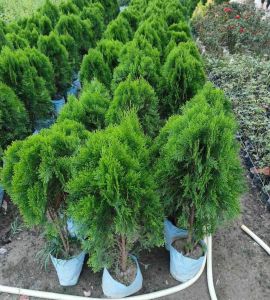 Thuja Outdoor Plant