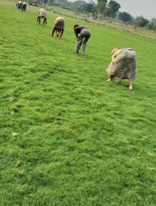 West Bengal Doob Natural Grass