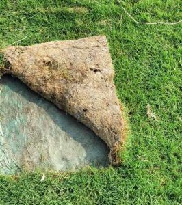 West Bengal Doob Natural Grass