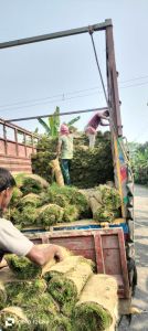 West Bengal Doob Natural Grass