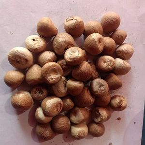 Dried Betel Nuts
