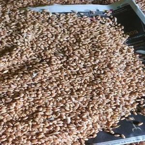 Loose Wheat Grain