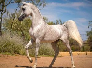 Arabian Horse