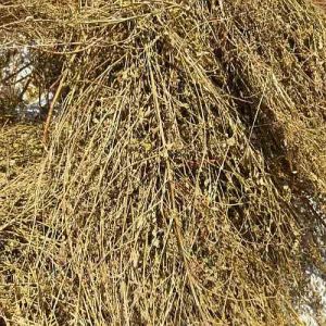 Bhumi Amla Roots
