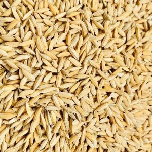 Hybrid Paddy Seeds