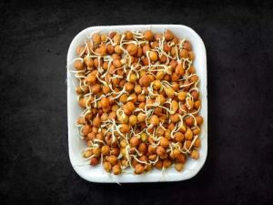 Dry Gram Sprout