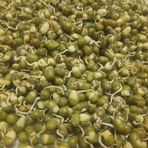 Sprouted Green Moong
