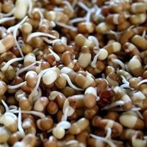 Sprouted Moth Beans