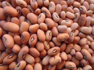 Brown Dry Cowpea