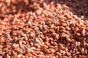 Hard Red Winter Wheat