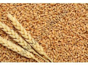 Natural Wheat Grain