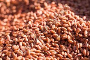 Red Wheat Grain