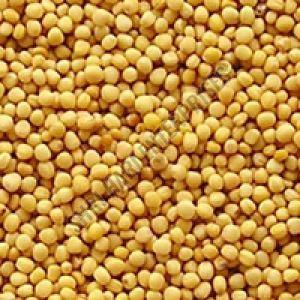 Yellow Mustard Seeds
