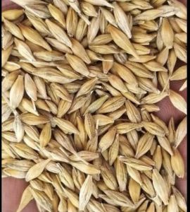 Feed Barley