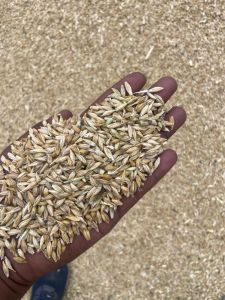 Feed Barley