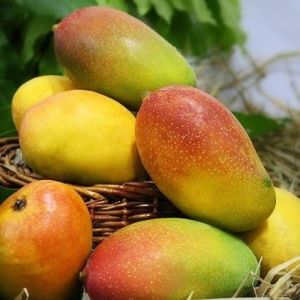 Suvarnarekha Mango