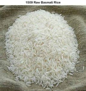 1509 Raw Basmati Rice