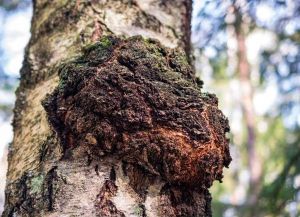 Fresh Chaga Mushroom