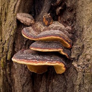Fresh Mesima Mushroom