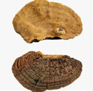 Fresh Mulberry Mesima Mushroom