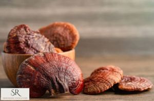 Fresh Reishi Mushroom
