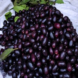Fresh Jamun