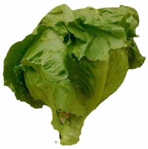 Fresh Lettuce