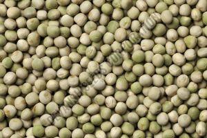 Dantewada Green Pea Seed