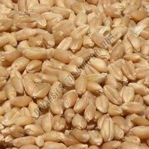 DBW 187 Wheat Seed