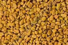Fenugreek Seed