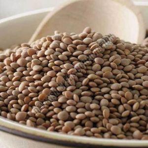 Ipl 320 Lentil Seed