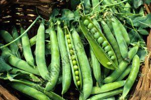Kashi Nandini Natural Green Pea Seed