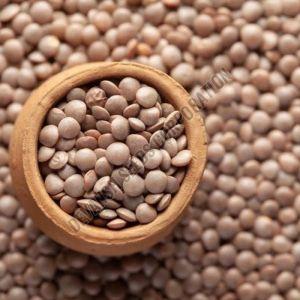 L-4717 Lentil Seed