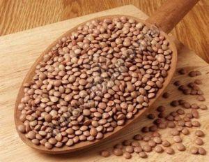 L 4727 Lentil Seeds