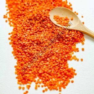 L4729 Lentil Seed