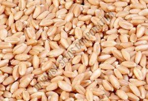 Lok -1 Wheat Seed