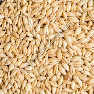 Natural Barley Seeds