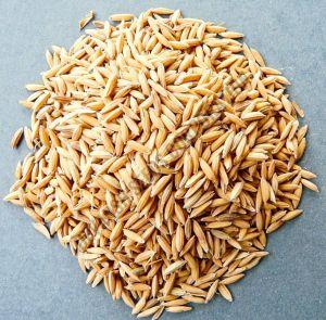 PB- 1509 Paddy Seed