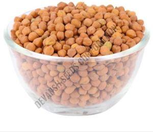 PBG-5 Chickpea Seed