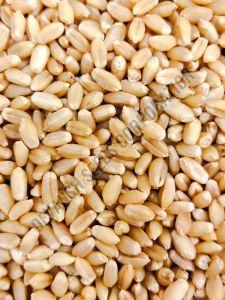PBW 826 Wheat Seed
