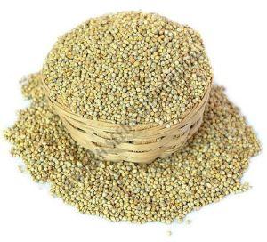 Pearl Millet Seeds