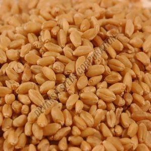 Sharbati Wheat Seed