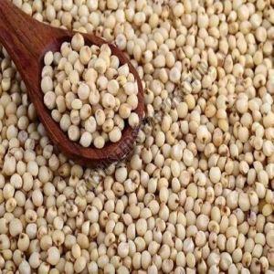 Sorghum Seed