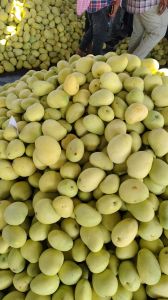 A Grade Banganapalli Mango