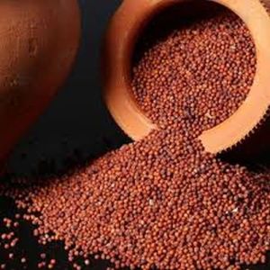 Finger Millet Seeds Finger Millet Seeds