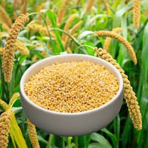 Foxtail Millet Seeds Foxtail Millet Seeds