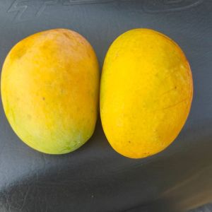 Fresh Alphonso Mango Fresh Alphonso Mango