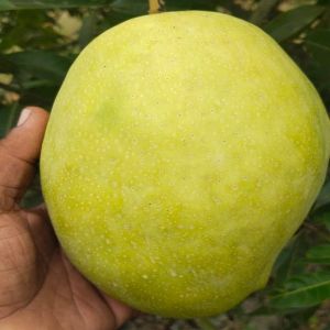 Fresh Himayat Mango Fresh Himayat Mango
